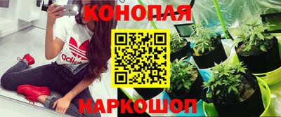 марихуана Кингисепп